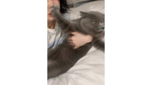 抱かれている猫