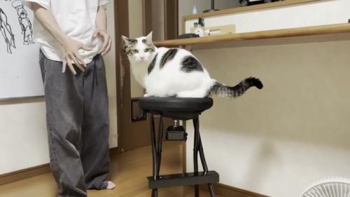 カメラ目線の猫の写真