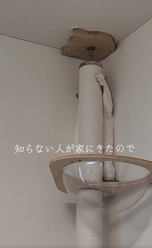 ポールの裏に立って左前足を上げている猫