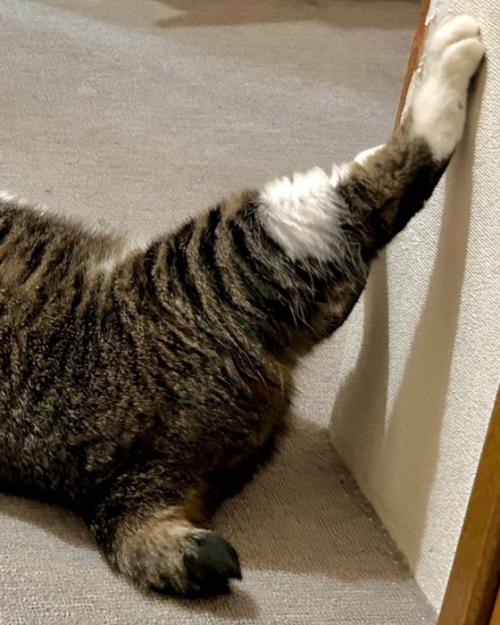 猫の下半身のアップ