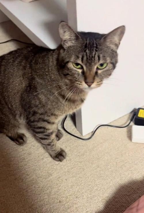 睨む猫