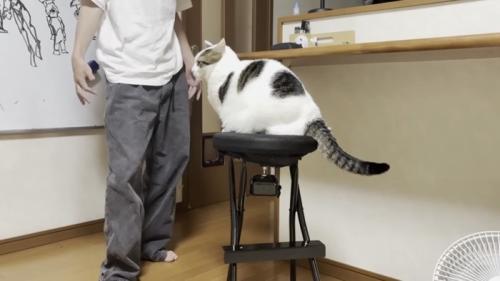 椅子に乗っている猫の写真