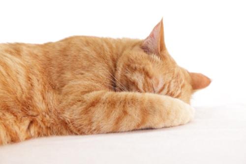 顔を伏せて眠る猫