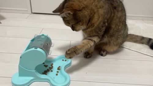 前足を上げたまま