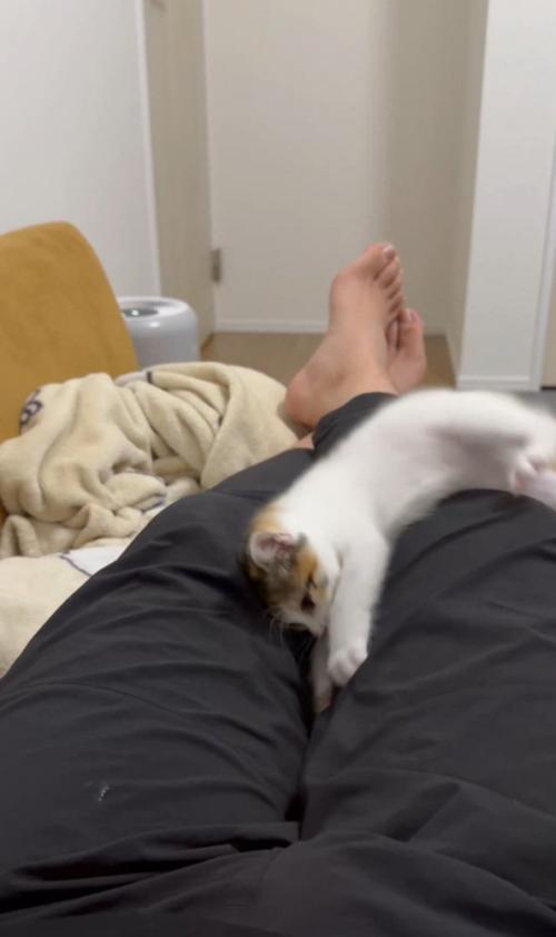 バンザイで足の間を探る猫