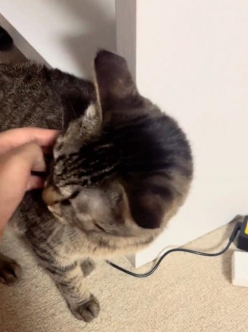 手を舐める猫