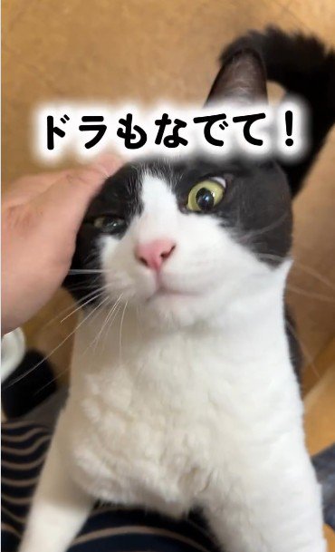 人に抱き着いている猫