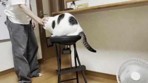 撫でられる猫の写真2