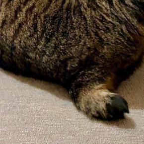 ゆったりと床で寝転んでいた猫→背後から見たら…美味しそうな『形』に爆笑の声「かぶりついちゃうｗ」「ビールに合いそう」と１万いいね
