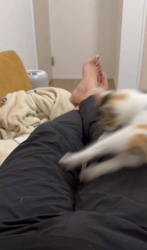右に吹っ飛ぶ猫