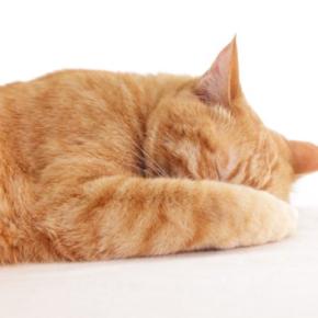 猫が『顔を手で隠して寝る』ときの理由4つ　寝心地が悪いサイン？環境改善の必要性まで