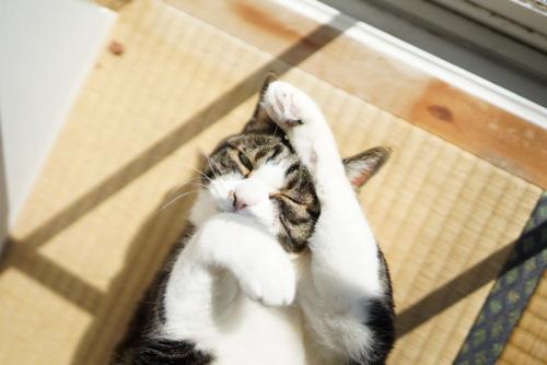 畳の上で仰向けになる猫