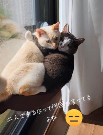 抱き合う2匹の猫