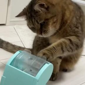 知育おもちゃを回して『おやつ』を食べていた猫→中身が『ごはん』になった結果…まさかの反応が14万再生「かしこかわいいｗ」「天才じゃん」