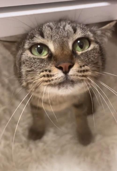 凝視する猫