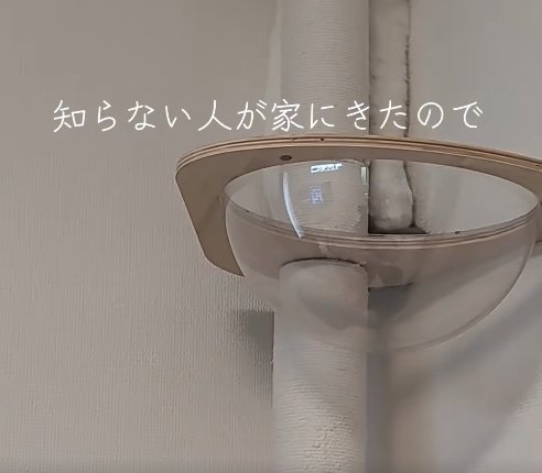 ポールの裏にいる猫の下半身