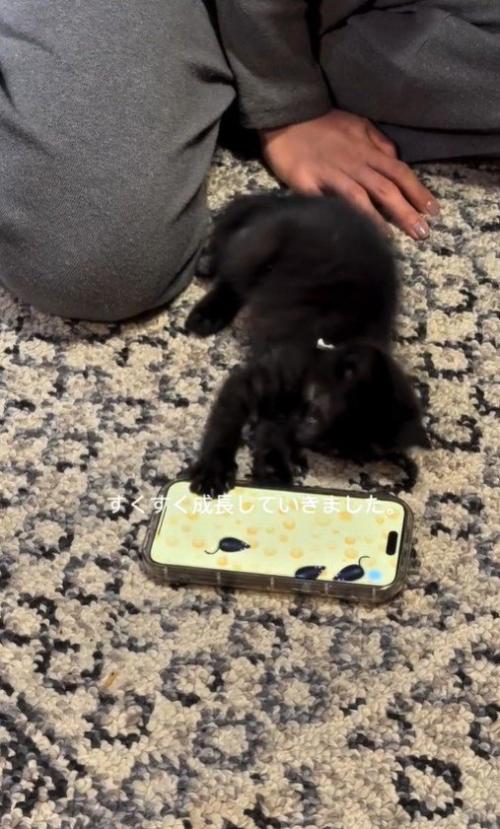 スマホで遊ぶ様子