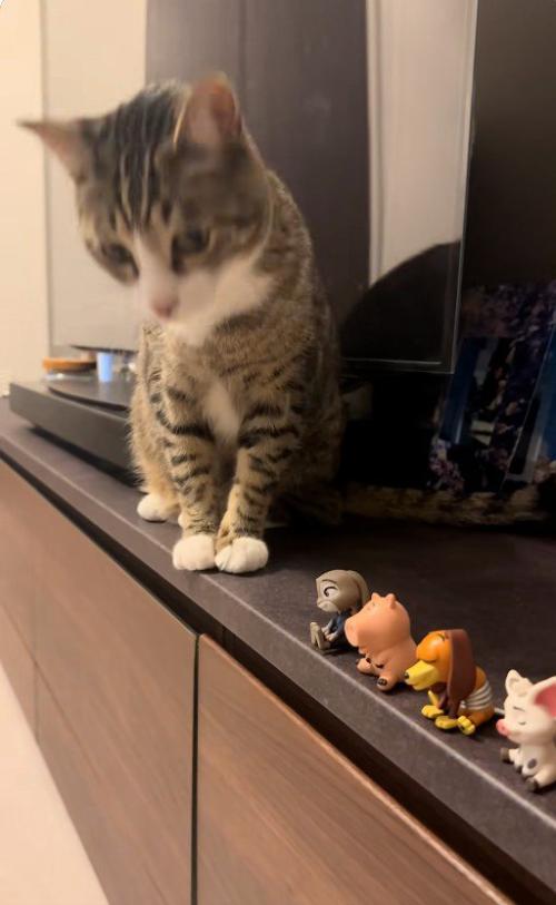 テレビ台の上に座っている猫