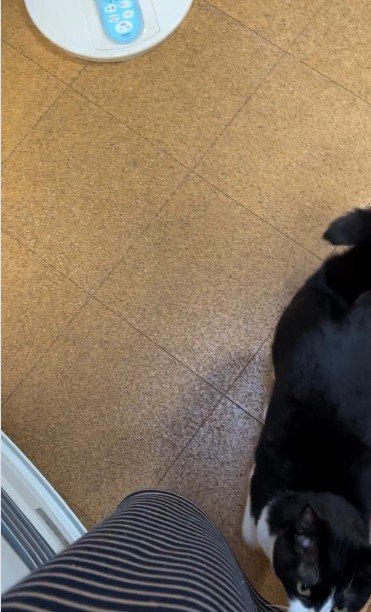 人の足元に立っている猫