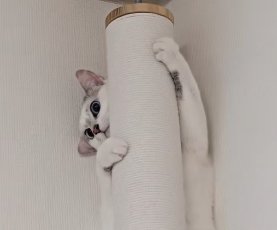 ポールの裏に立って顔を覗かせている猫の顔アップ