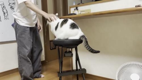 撫でられる猫の写真1