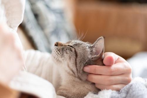 落ち着いて甘える猫