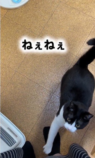 人の足元に立っている猫