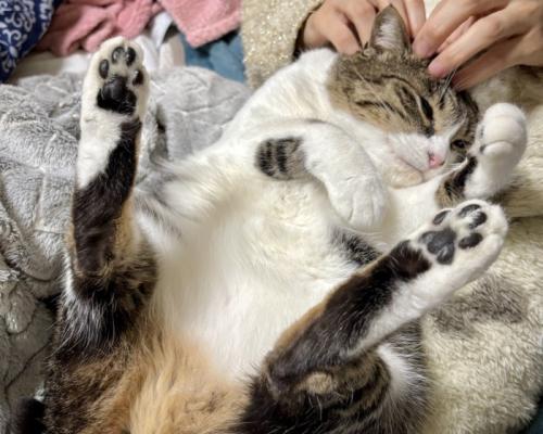へそ天で飼い主に頭を触られている猫