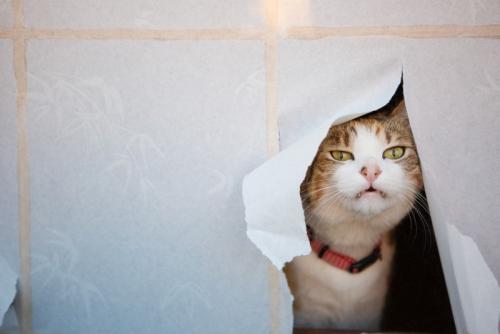 障子の穴から顔を覗かせる猫