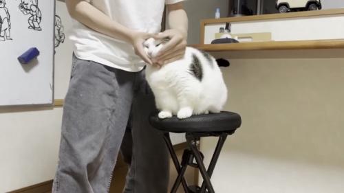 こねられる猫の写真3