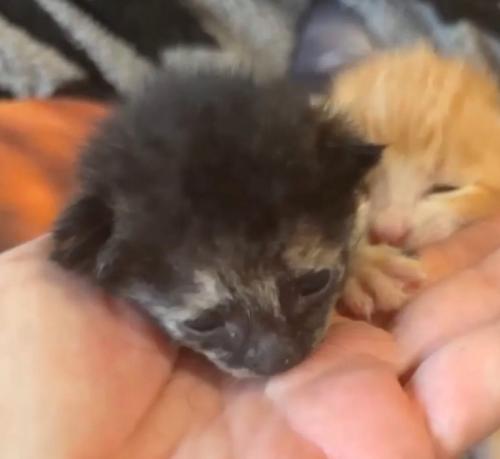 赤ちゃん猫