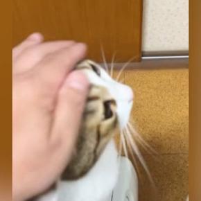 猫をなでていると、『もう1匹の猫』が近づいてきて…可愛すぎる『アピールの瞬間』に「仕草がたまらない」「ヤキモチ焼くよね」と反響