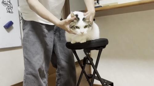 こねられる猫の写真5
