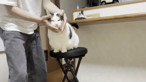こねられる猫の写真1