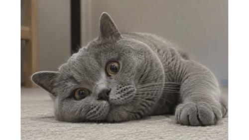 室内にいる猫