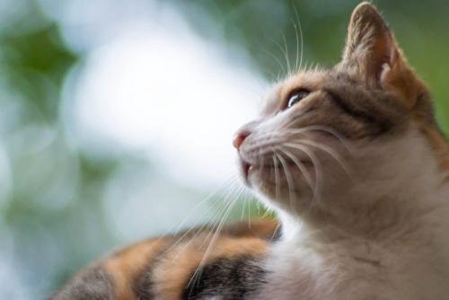 何かを見つめている猫