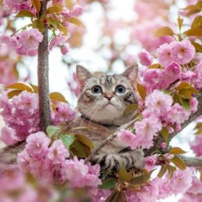 猫はなぜ『ネコ』と呼ばれるようになったの？　考えられている3つの説や語源をご紹介