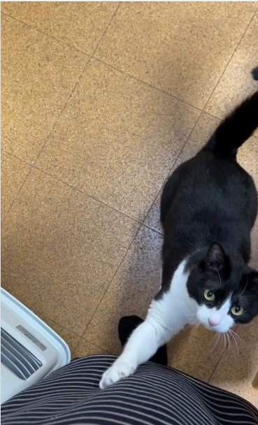 人の足元に立っている猫