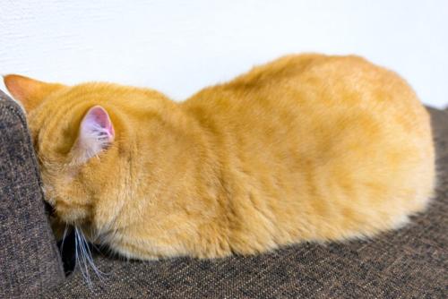 ソファーに頭を押しつける猫