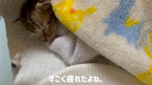 眠っている子猫