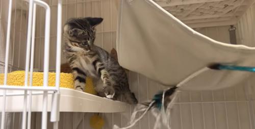 猫じゃらしで遊んでいる子猫