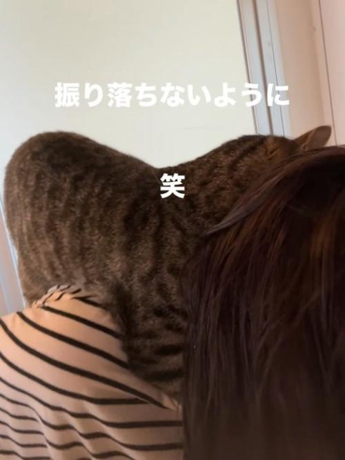 人の首にしがみつく猫