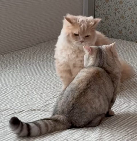 手前の猫がしっぽまっすぐのばすし2匹の猫が座って睨み合い