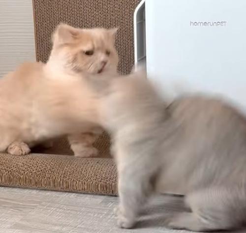 茶色い猫が猫パンチを繰り出す