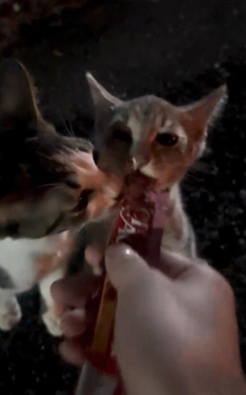チュールを食べる子猫たち