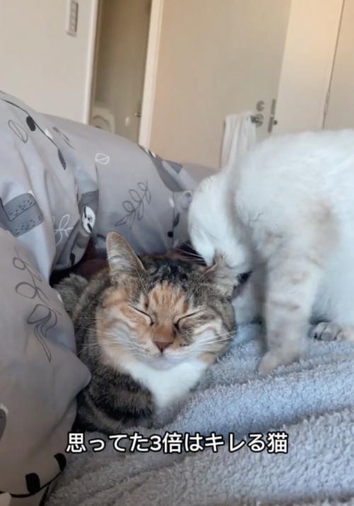 先輩猫の耳を噛む子猫
