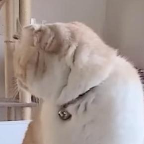朝起きて猫に話しかけてみたら→返事をしてくれて…ほっこりするやり取りが188万再生「本当に会話しているみたいｗ」「ワォ〜ンかわいいｗ」