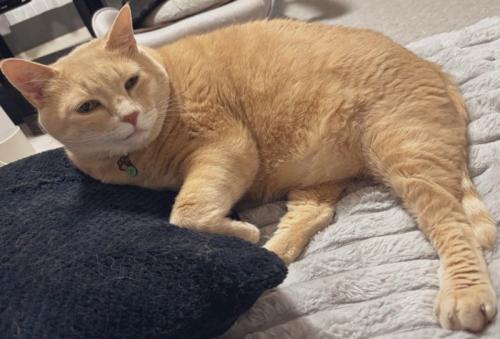 寝そべる猫