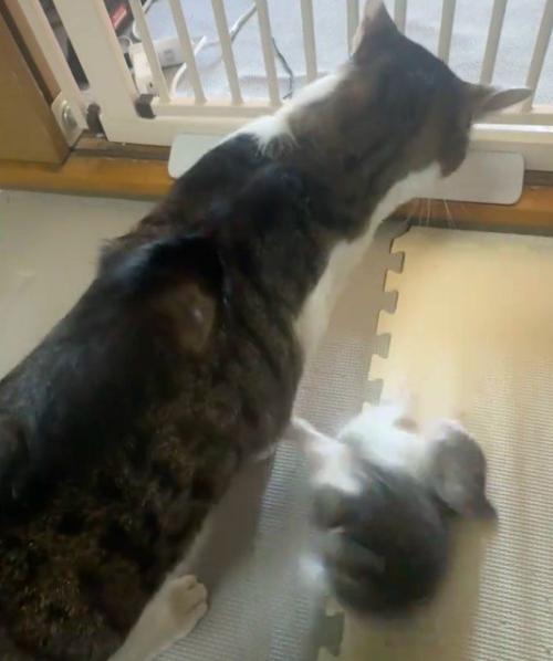 猫の背中から落ちた子猫
