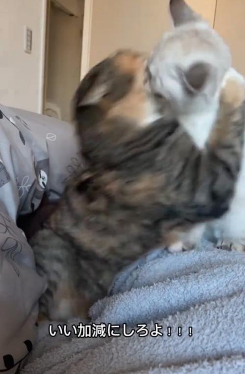 飛びつく先輩猫